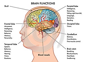 Brain functions chart