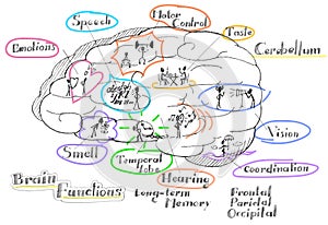 Brain functions vector photo