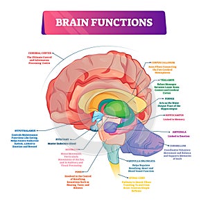 Brain functions vector illustration. Labeled explanation organ parts scheme