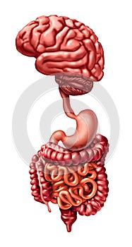 Brain Gut Connection