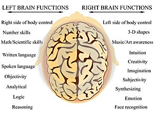 Brain hemisphere functions