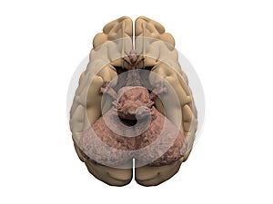 Brain hemispheres, cerebellum, hypothalamus