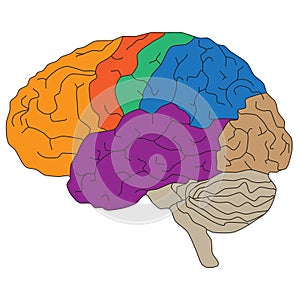 Brain hemispheres. Vector illustration for scientific and medical presentations