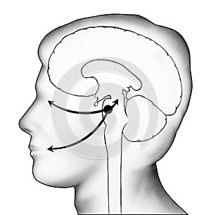 Brain - Herpes Virus Migration