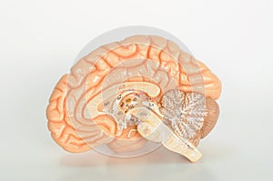 Brain human anatomy