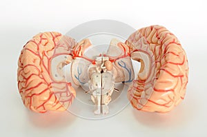 Brain of human model