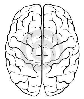 Brain human skull anatomy head