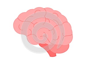 Brain icon. Human brain graphic with stem and cerebellum. Convolutions of the brain. Side view.