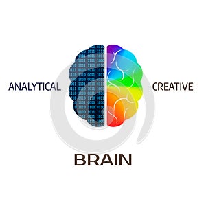 Brain icon. Left brain part - analytical. Right hemisphere of brain - creative. Vector illustration