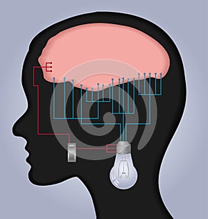 Brain illustration