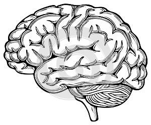 Brain illustration in black and white, vector graphic, human mind, cerebral cortex