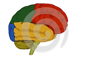 Brain illustration and colored areas