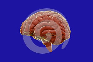Brain illustration, Colorful with blue background