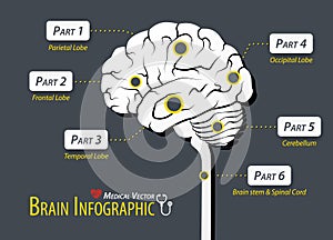 Brain infographic . Flat design .