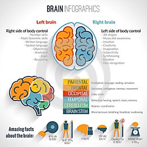 Brain inforgaphics set