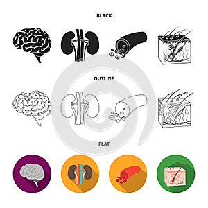 Brain, kidney, blood vessel, skin. Organs set collection icons in black,flat,outline style vector symbol stock