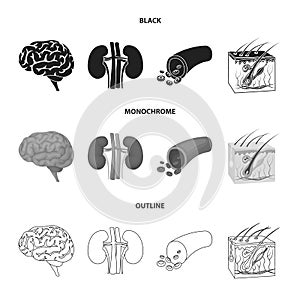 Brain, kidney, blood vessel, skin. Organs set collection icons in black,monochrome,outline style vector symbol stock