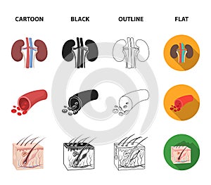 Brain, kidney, blood vessel, skin. Organs set collection icons in cartoon,black,outline,flat style vector symbol stock