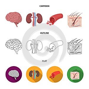 Brain, kidney, blood vessel, skin. Organs set collection icons in cartoon,outline,flat style vector symbol stock