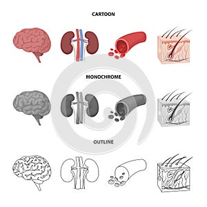 Brain, kidney, blood vessel, skin. Organs set collection icons in cartoon,outline,monochrome style vector symbol stock