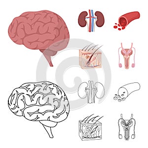 Brain, kidney, blood vessel, skin. Organs set collection icons in cartoon,outline style vector symbol stock illustration