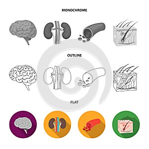 Brain, kidney, blood vessel, skin. Organs set collection icons in flat,outline,monochrome style vector symbol stock