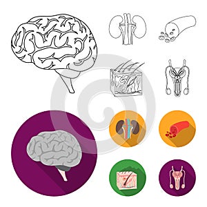 Brain, kidney, blood vessel, skin. Organs set collection icons in outline,flat style vector symbol stock illustration