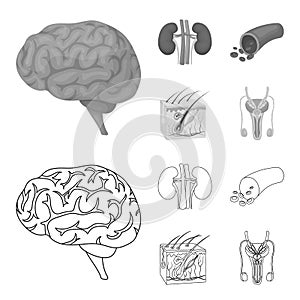 Brain, kidney, blood vessel, skin. Organs set collection icons in outline,monochrome style vector symbol stock