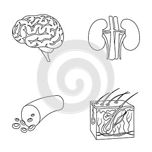 Brain, kidney, blood vessel, skin. Organs set collection icons in outline style vector symbol stock illustration web.