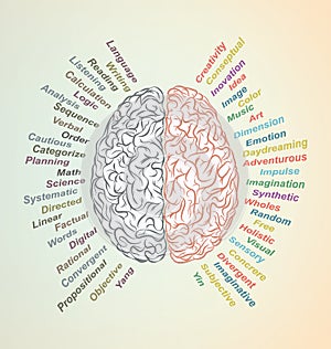 Brain Lateralization photo