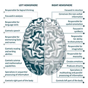 Brain left and right hemispheres infographics vector illustration