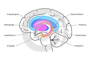 Brain limbic system