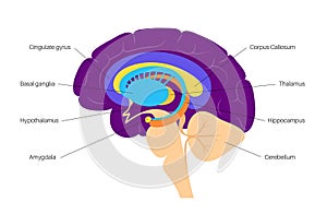 Brain limbic system photo