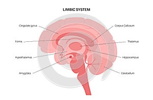 Brain limbic system photo