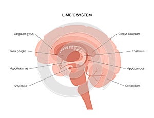 Brain limbic system photo