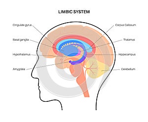 Brain limbic system photo