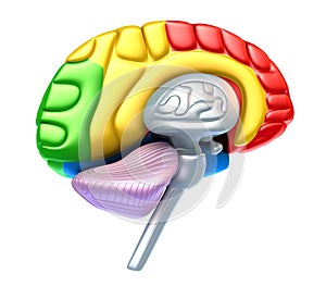 Brain lobe and cerebellum