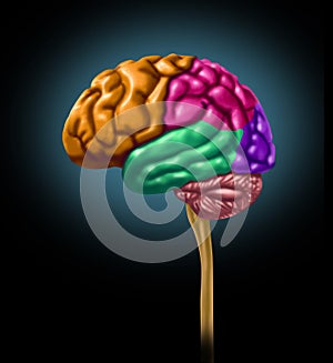 Brain lobe sections divisions of mental neurologic photo