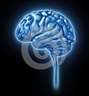 Brain lobe sections divisions of mental neurologic