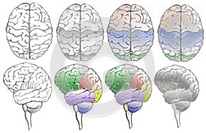 Brain lobes photo