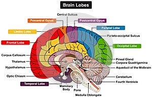 Brain lobes anatomy infographic diagram