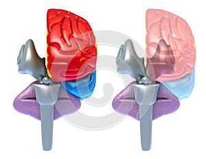 Brain lobes and cerebellum, front view photo