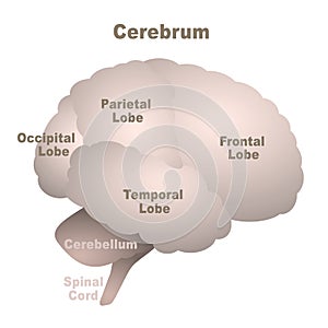 Brain Lobes Cerebrum Anatomical Regions Parts photo