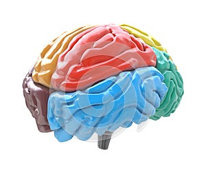 Brain lobes in different colors on white background