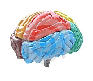 Brain lobes in different colors on white background photo
