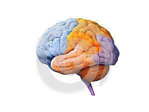 Brain lobes photo