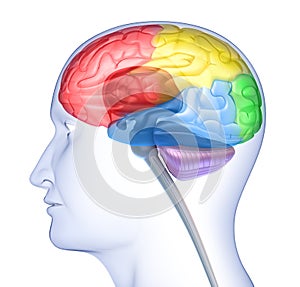 Brain lobes in head silhouette