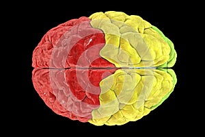 Brain lobes from top view, frontal (red), parietal (yellow), and occipital (green) lobes photo