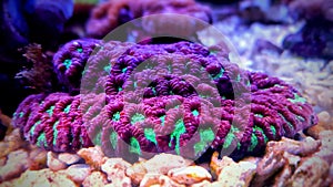 Brain LPS Coral, Favites in saltwater reef aquarium tank