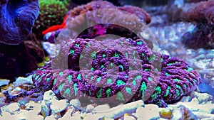 Brain LPS Coral, Favites in saltwater reef aquarium tank